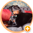 Enzo